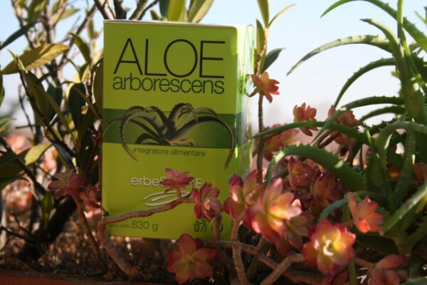 Aloe_arborescens